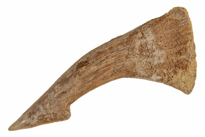 Fossil Sawfish (Onchopristis) Rostral Barb - Morocco #219883